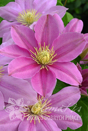 Саженцы Клематис Pink Beauty
