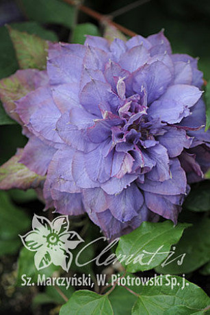 Саженцы Клематис Vyvyan Pennell C2