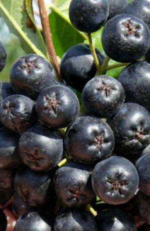 Саженец рябины черноплодной Викинг в конт. С2 (КФХ 