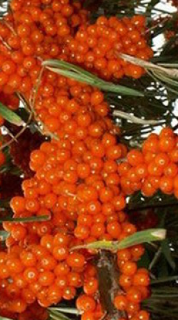 Саженец облепихи Трофимовская в конт. С3 (НС)