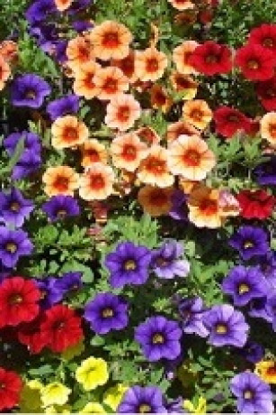 Растение Калибрахоа Р11 8-10см (ЗГ)