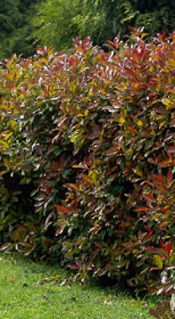 Саженцы Кизильник ЗГ