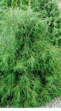 Саженцы Туя западная Filiformis 25-35см С2.5 ЗГ