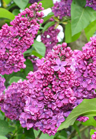 Саженец сирени Чарльз Джоли в контейнере С2 (НС)