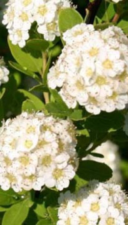Саженец спиреи нипонской Снежный курган в конт. C2 (НС)