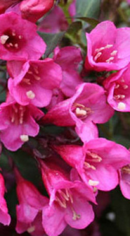 Саженцы Вейгела Виктория С2 (НС)