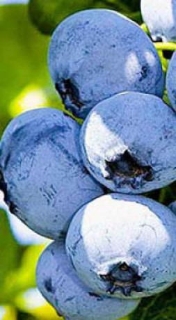 Саженцы Голубика Нельсон С3 (НС)