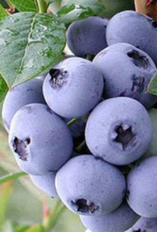 Саженец голубики Патриот в конт. С2, 2 года (ООО 