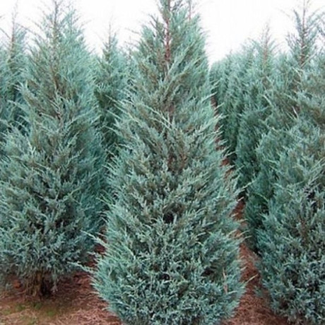 Саженцы Можжевельник скальный Moonglow C2.5 ЗГ