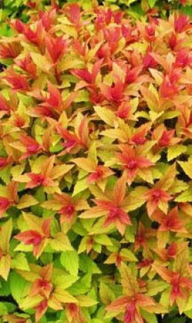 Саженцы Спирея японская Golden Flame 20-25cм С2 ЗГ