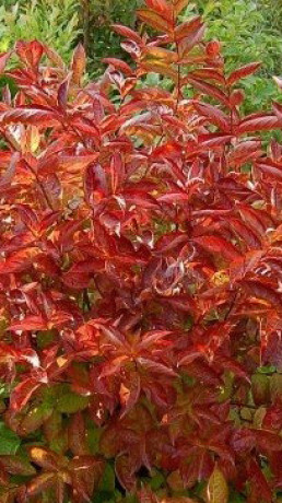 Саженец Вейгелы Огненные крылья в контейнере С2 (НС)