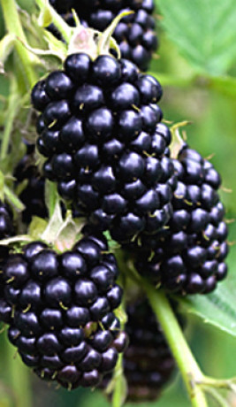 Саженец ежевики бесшипной Натчез в конт. С2 (ЛК)