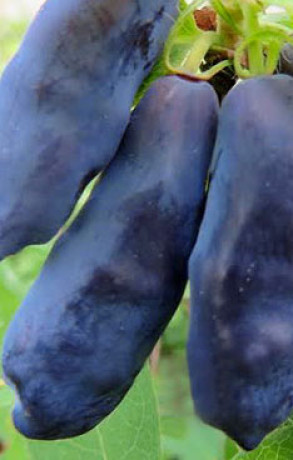 Саженец жимолости Блю банана в конт. Р9 (НС)