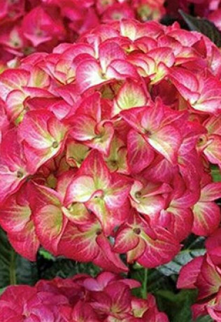 Саженцы Гортензия крупнолистная Red Angel С2 (СП)