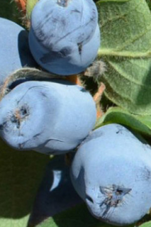 Саженец жимолости Северный зверь в конт. Р9 (НС)