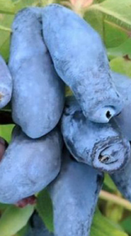 Саженец жимолости Северная красавица в конт. Р9 (НС)