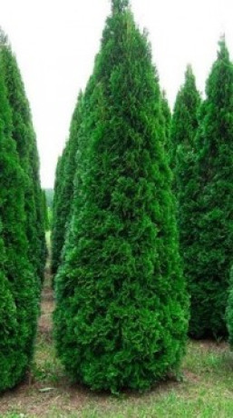 Саженец туи западной SMARAGD (Смарагд) в конт. С5 (НС)