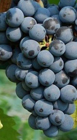 Саженцы Виноград Маршал Фош С2 НС