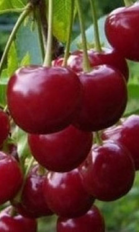 Саженец черешни Минчанка, ОКС (СП)