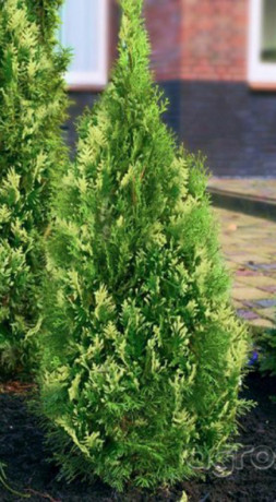 Саженец туи западной SMARAGD (Смарагд) (18-25 см) конт.Р9 (ЗГ)