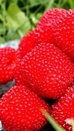 Саженцы Малина Соблазнительная С1 НС