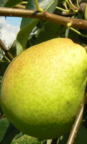 Саженцы Груша Кудесница в контейнере (НС)