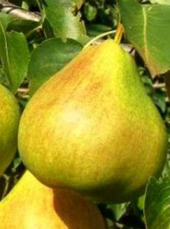 Саженцы Груша Пермячка НС