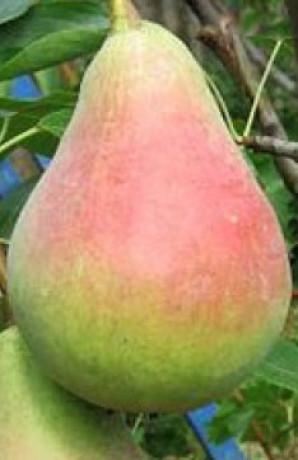 Саженец Груши Купава в контейнере (СП)