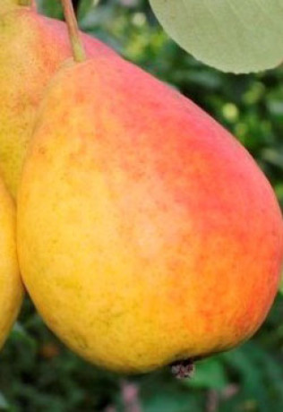 Саженцы Груша Пингвин НС