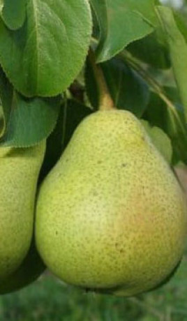 Саженец груши Ноябрьская в контейнере (СП)