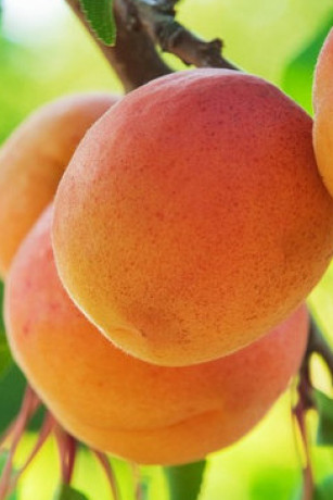 Саженец абрикоса Дебют, ОКС (Новатор Сад КХ)