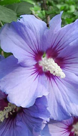 Саженцы Гибискус Блю Сатин