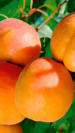 Саженцы Абрикос Триумф северный
