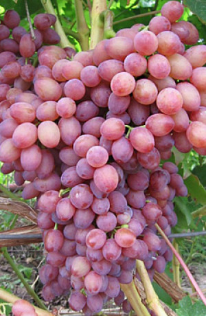 Саженцы Виноград КишМиш Лучистый