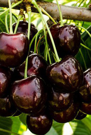 Саженец вишни Шоколадница, ОКС