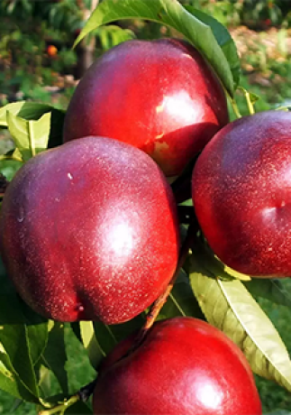 Саженцы Нектарин Биг Топ