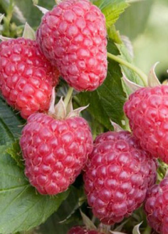 Саженцы Малина Джоан Джи (П)