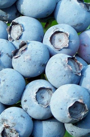 Саженцы Голубика Блюкроп С3 (п)