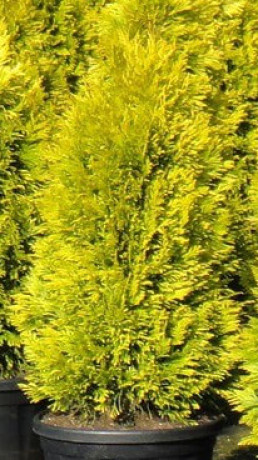 Саженцы Туя западная Golden Brabant С3 (М)