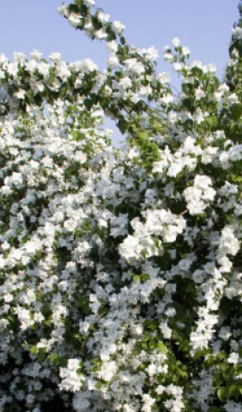 Саженцы Чубушник С2 (СП)