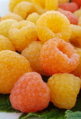 Саженец малины Янтарь в конт. С2 (НС)