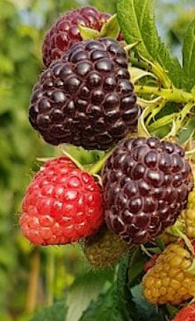 Саженцы Малина Блэк Полька Р9 Инвитро (НС)