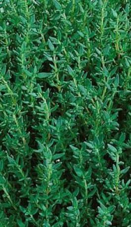 Рассада Тимьян Р9 (П)