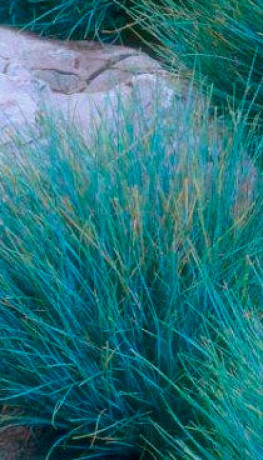 Рассада Овсянница сизая в конт. Р9 (ЗГ)