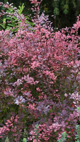 Саженцы Барбарис Роз Глоу (Rose Glow) С2 (НС)