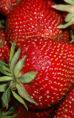 Рассада земляники садовой Монтерей в конт. Р9 (Клубника) (НС)