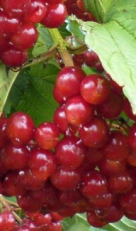 Саженец калины Таежные рубины в конт. С5 (НС)