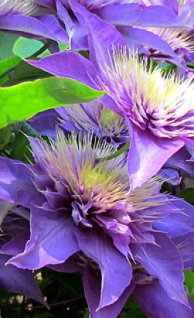 Саженцы Клематис Мульти блю (Multi Blue) С2 (НС)