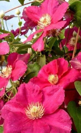 Саженец клематиса Эрнест Маркхам (Ernest Markham) в конт. С2 (СП)