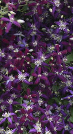 Саженец Клематиса Сладкая летняя любовь (Sweet Summer Love) в контейнере С2 (НС)